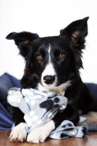 border collie, collie, dog-5241489.jpg