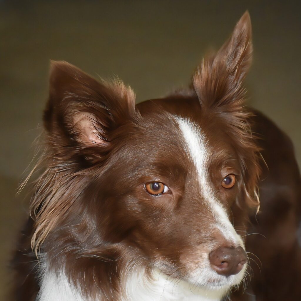 border collie, dog, pet-7627908.jpg