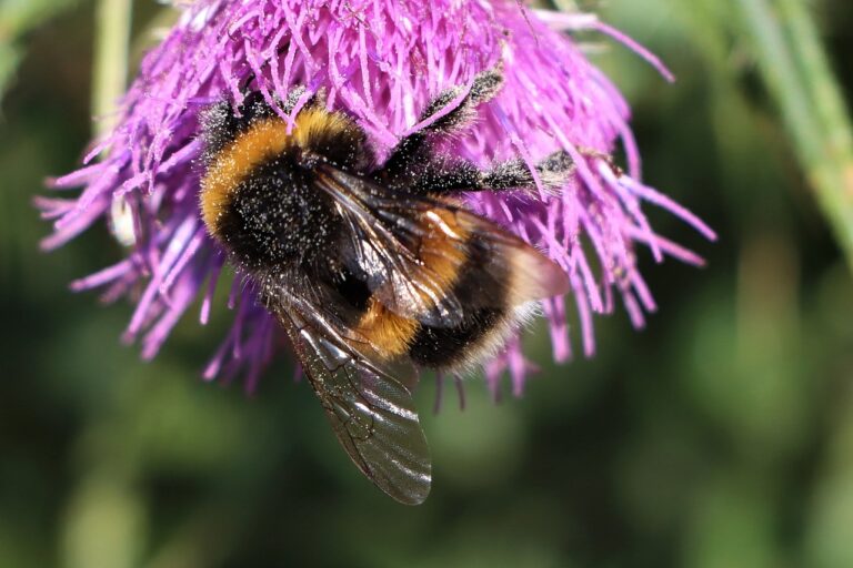 bumblebee, wings, flowers-4844408.jpg