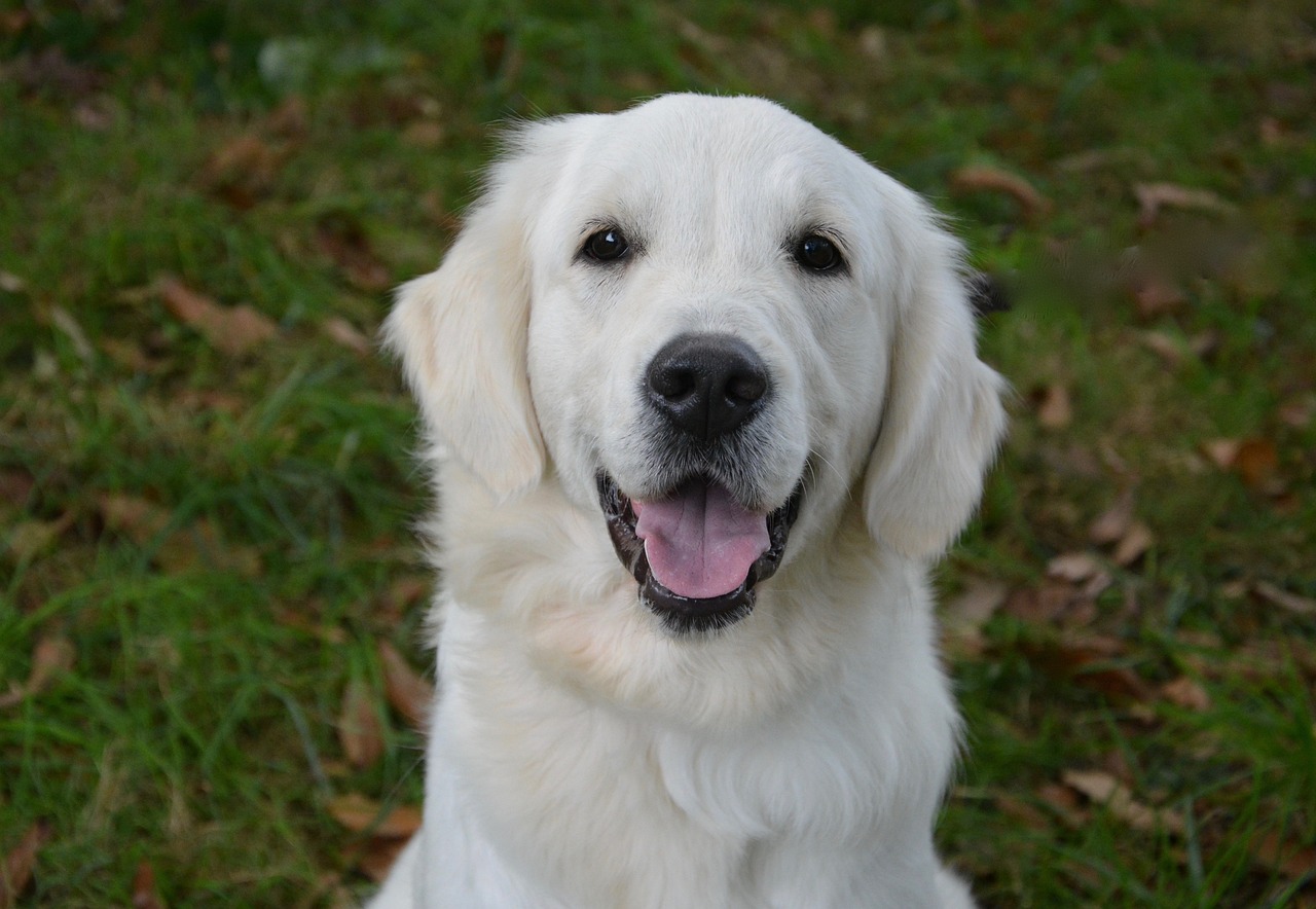 dog, golden retriever, female-2763565.jpg