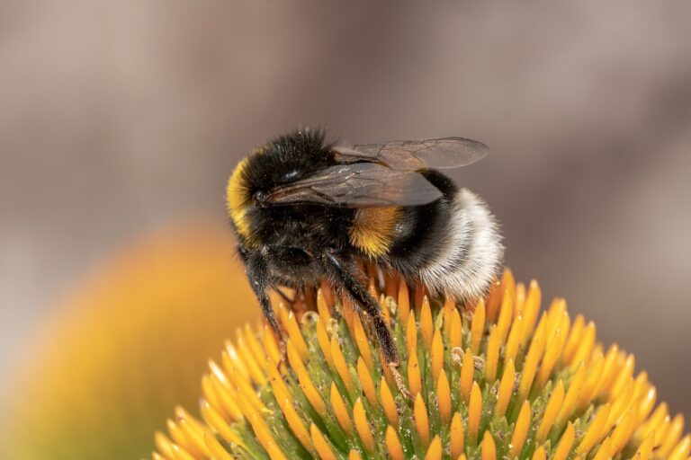heath-the bumble bee, kryptarum-the bumble bee, hymenoptera-3634557.jpg
