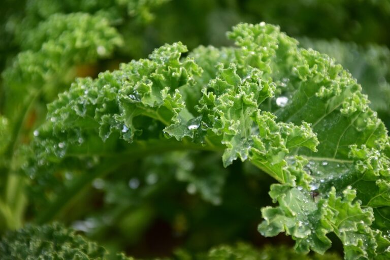 kale, green, leaves-1713221.jpg