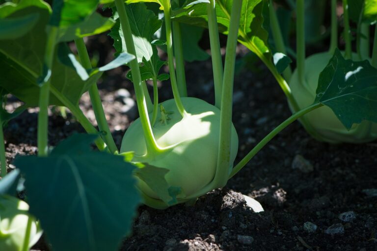 kohlrabi, garden, in the garden-1595302.jpg