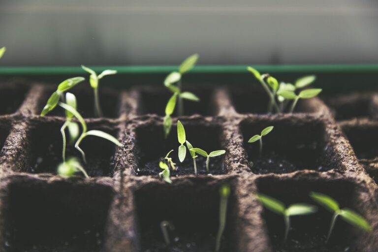 plants, breed, breeding-1474807.jpg