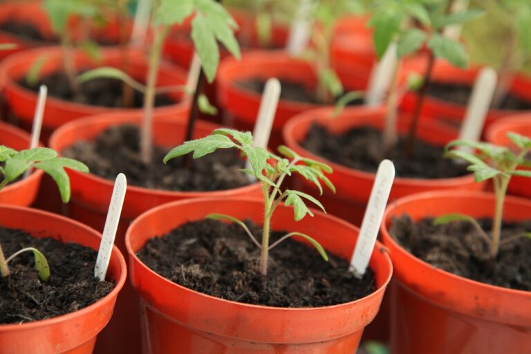 seedling, gardening, greenhouse-5009289.jpg