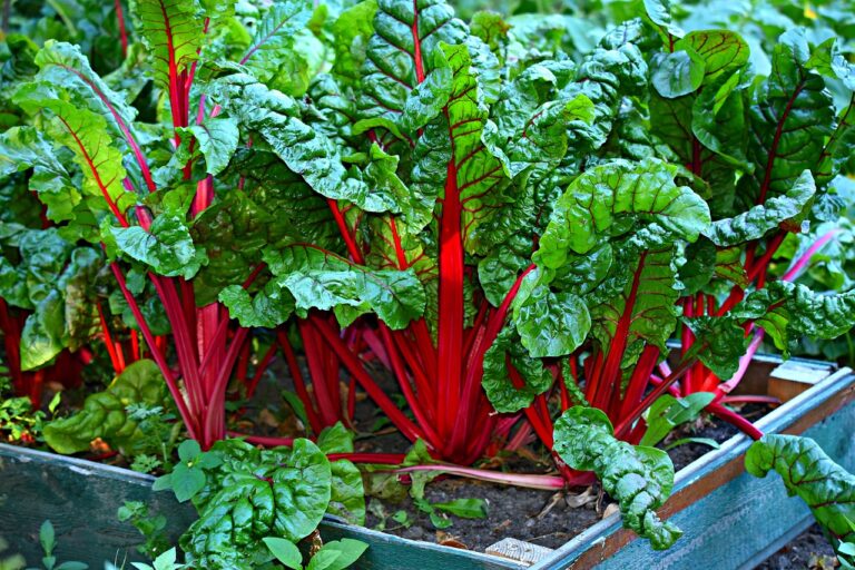 swiss chard, vegetable, kitchen garden-3641280.jpg