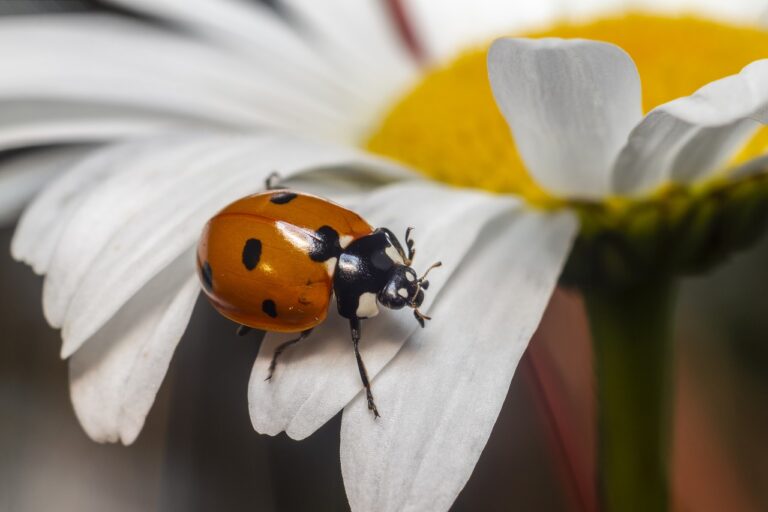 ladybird beetle, beautiful flowers, coccinella septempunctata-4819619.jpg