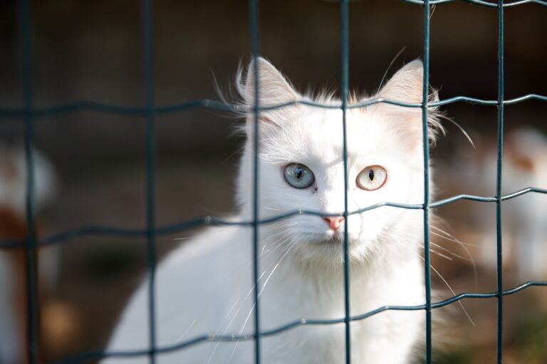 cat, pet, cage-5893736.jpg